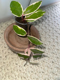 Hoya Tri Color