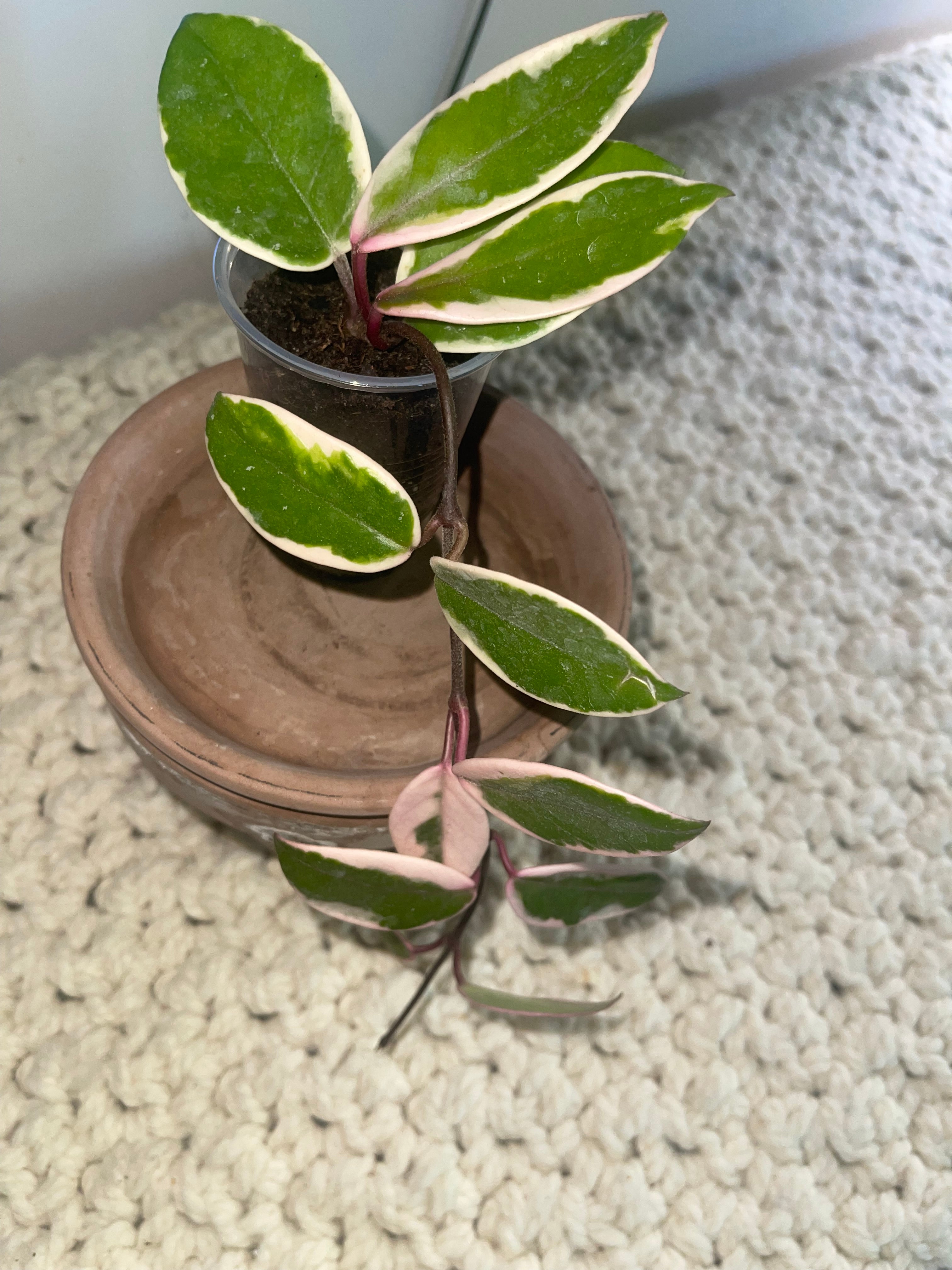 Hoya Tri Color