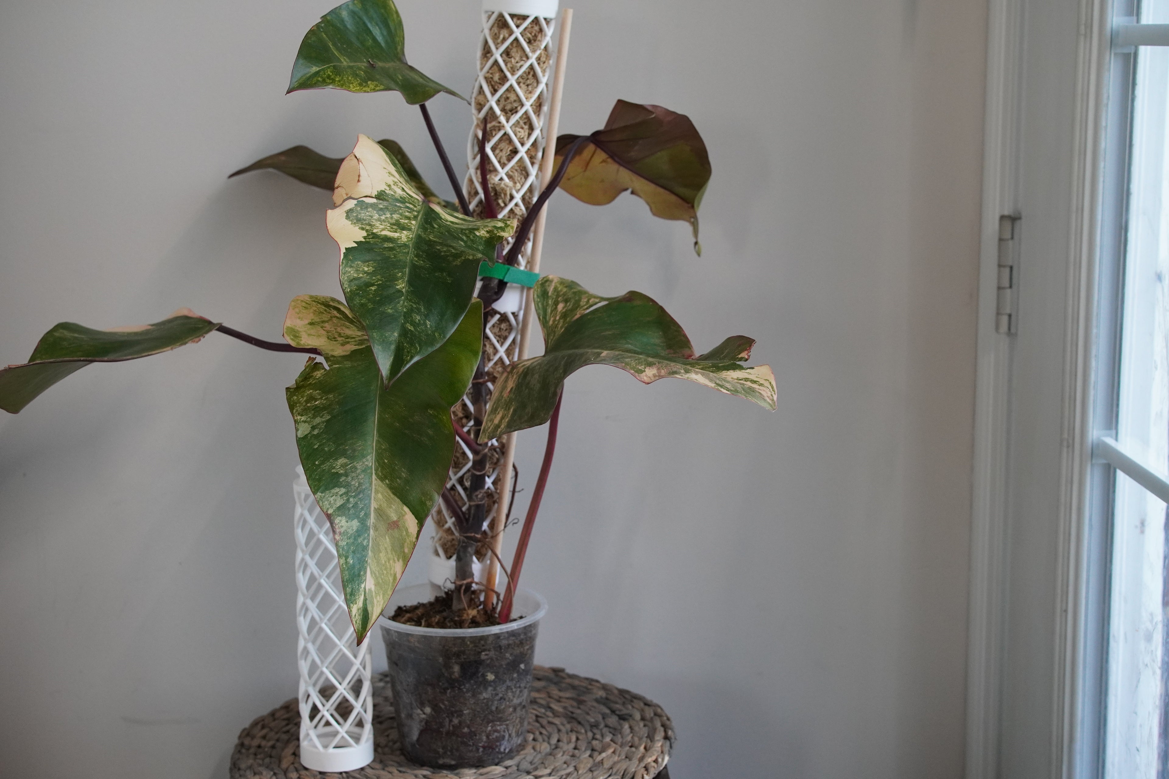 Large Philodendron Strawberry Shake