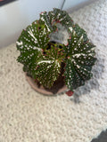 Spotted Angel Wing Begonia