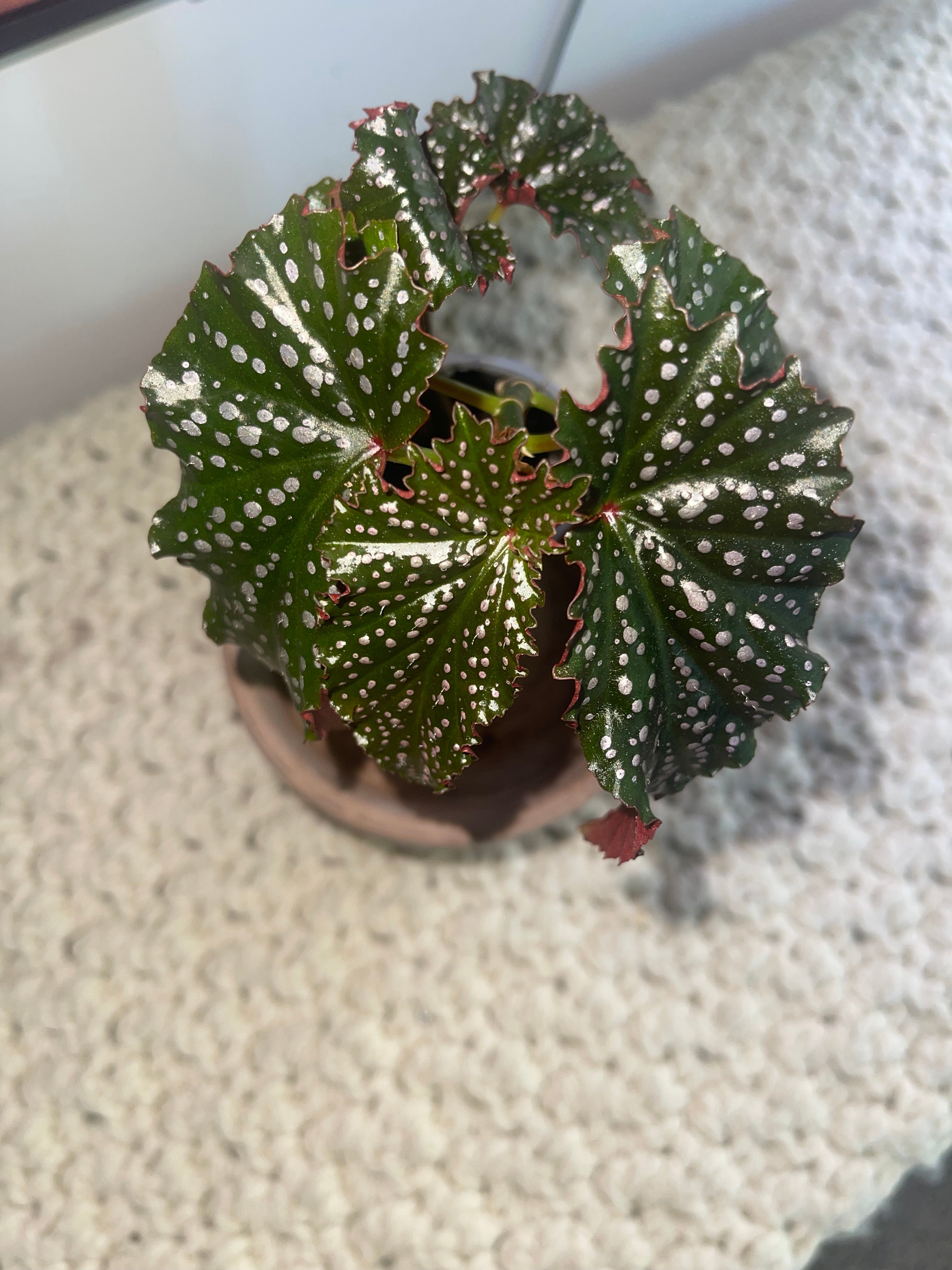 Spotted Angel Wing Begonia