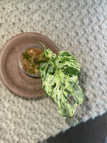 Monstera Adansonii Mottled Mint
